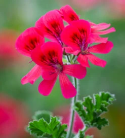 Pelargonium 'Shrubland Rose' (Scented)