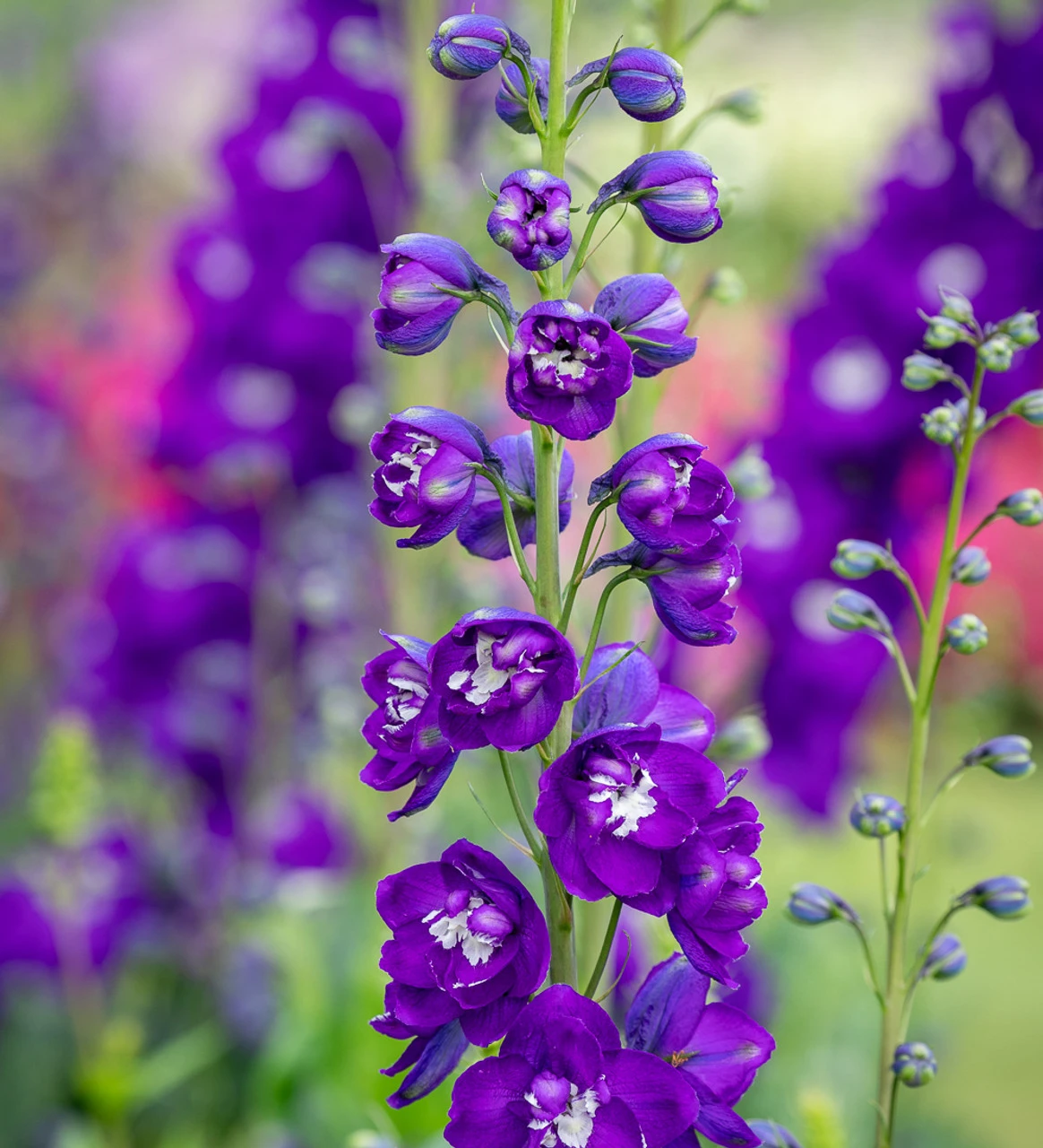 Amethyst And Sapphire Delphinium Collection - Image 2