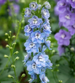 Delphinium Elatum 'Aurora Light Blue'