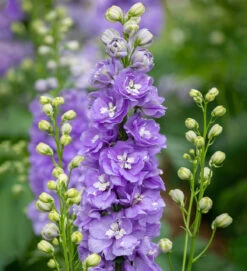 Delphinium Elatum 'Aurora Lavender'