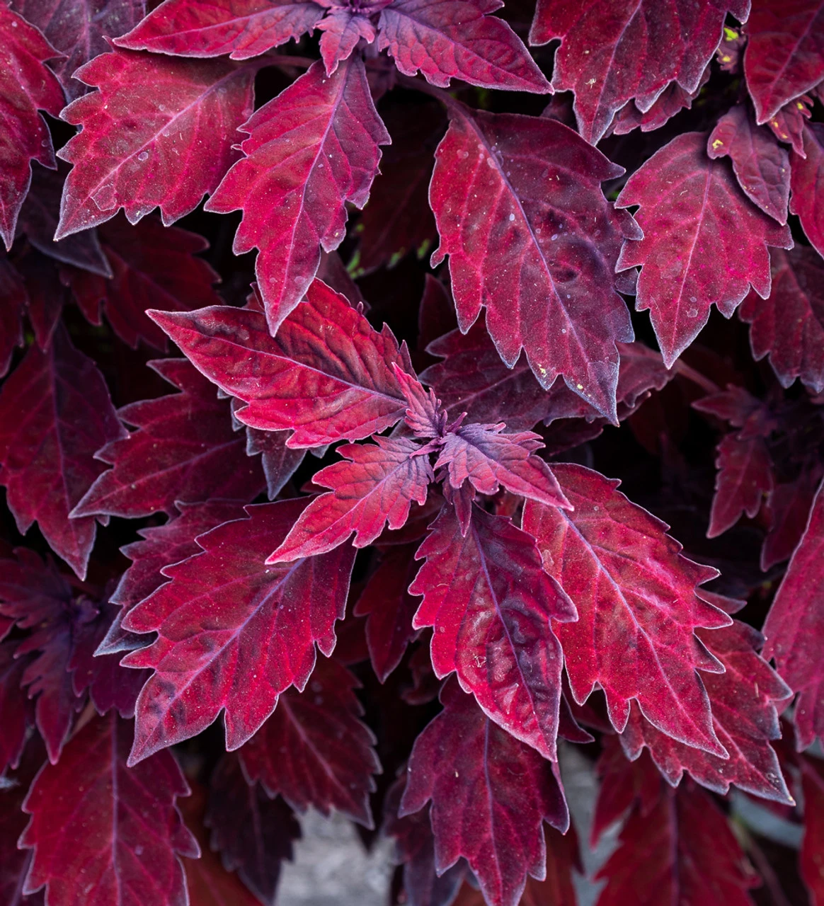 Coleus 'FlameThrower Salsa Roja'