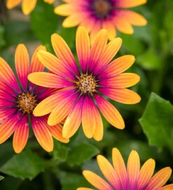 Osteospermum 'FlowerPower Purple Sun'