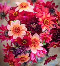 Arthur's Doorstep Dahlia Collection