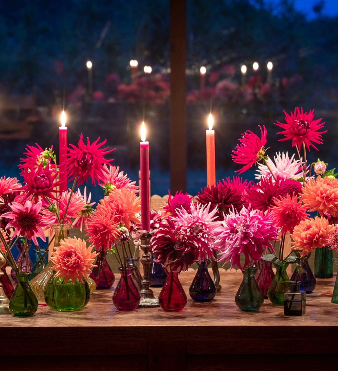 Party Dahlia Collection