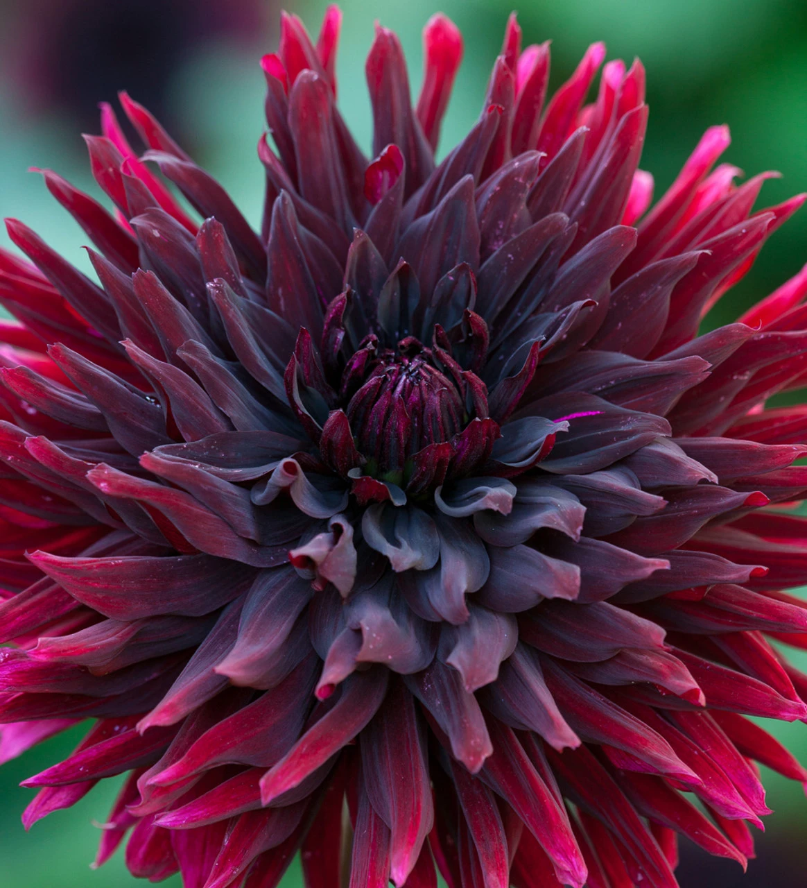 Party Dahlia Collection - Image 2