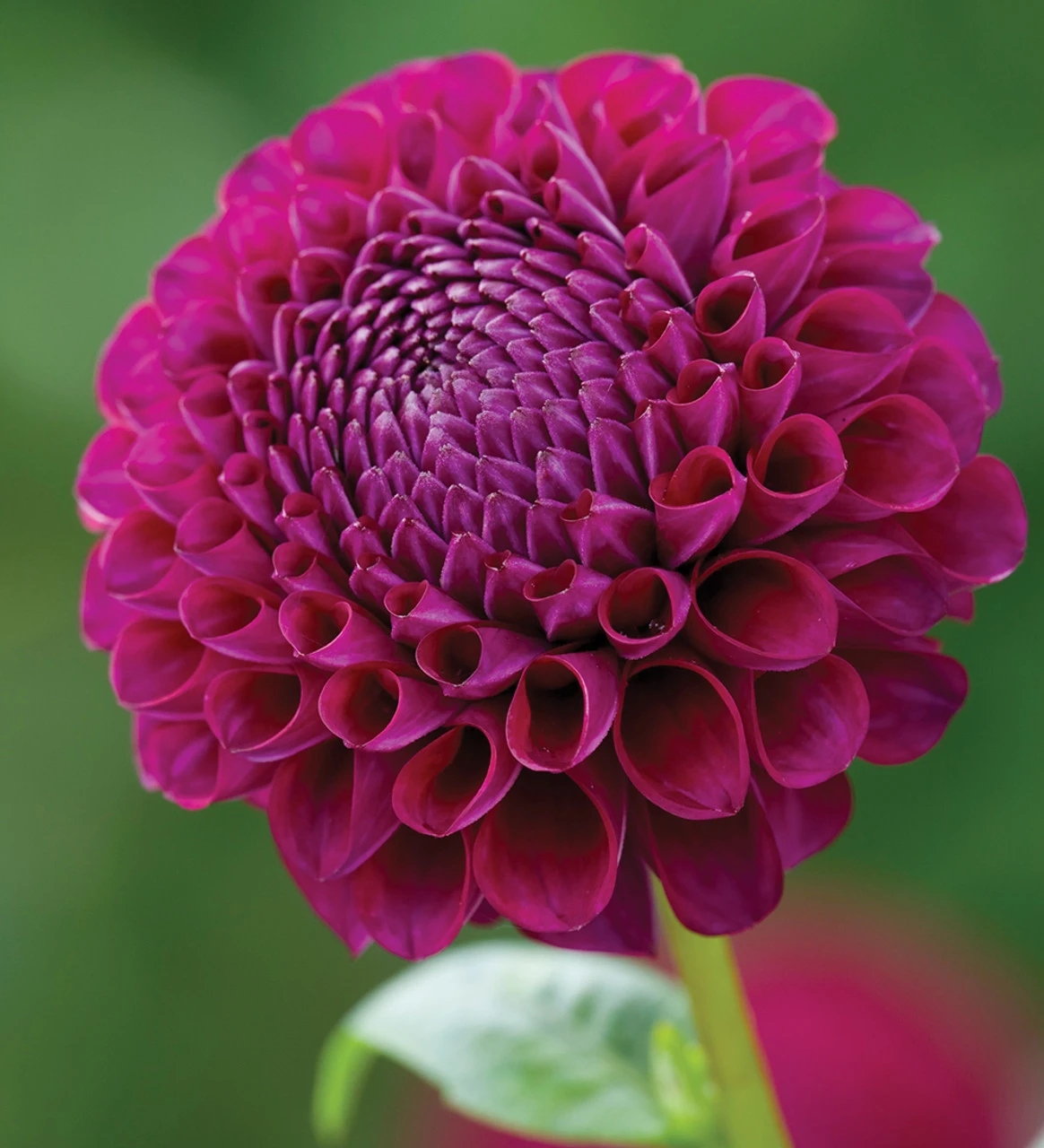 Party Dahlia Collection - Image 3