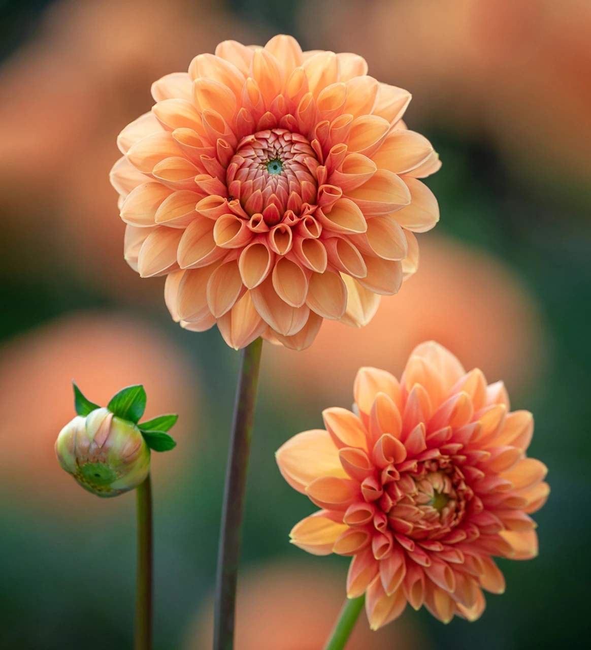Party Dahlia Collection - Image 4