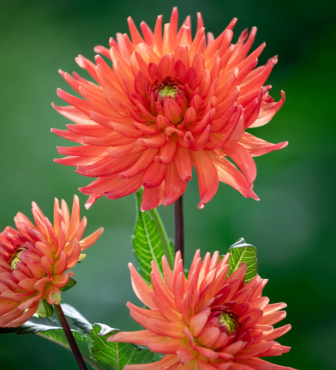 Party Dahlia Collection - Image 5
