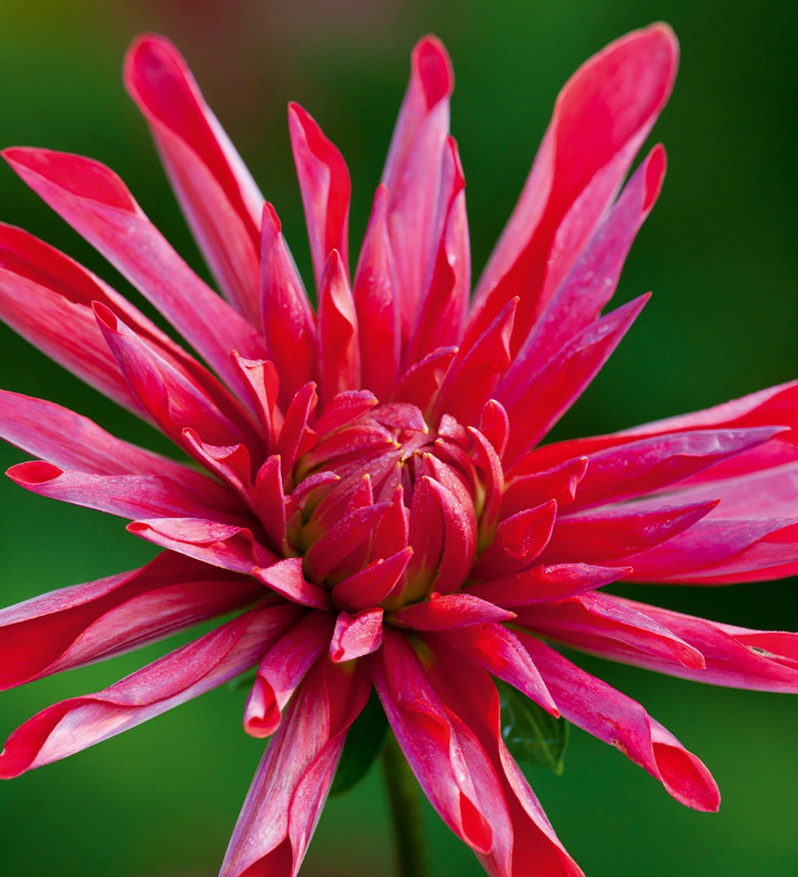 Party Dahlia Collection - Image 6