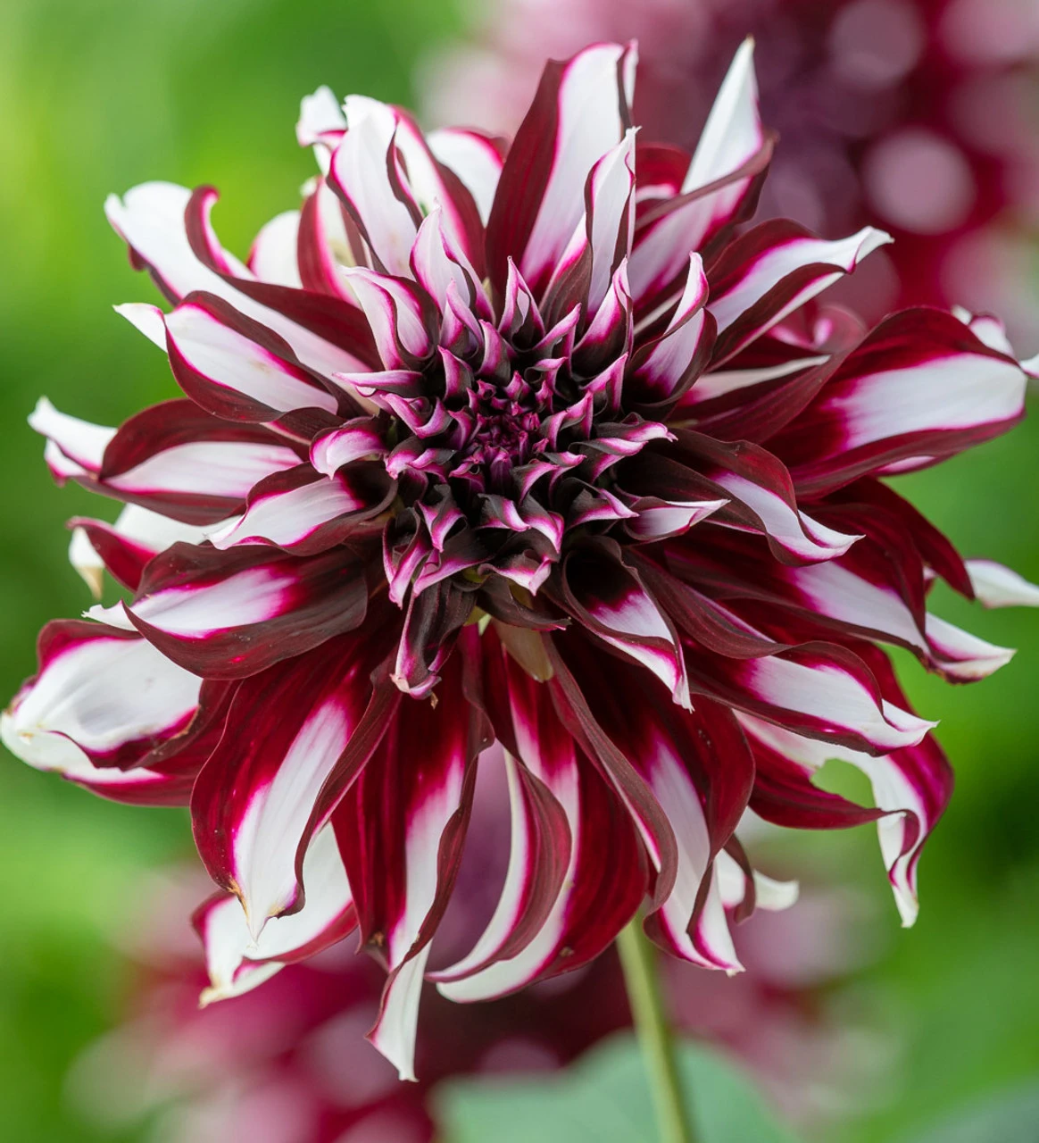 Party Dahlia Collection - Image 7