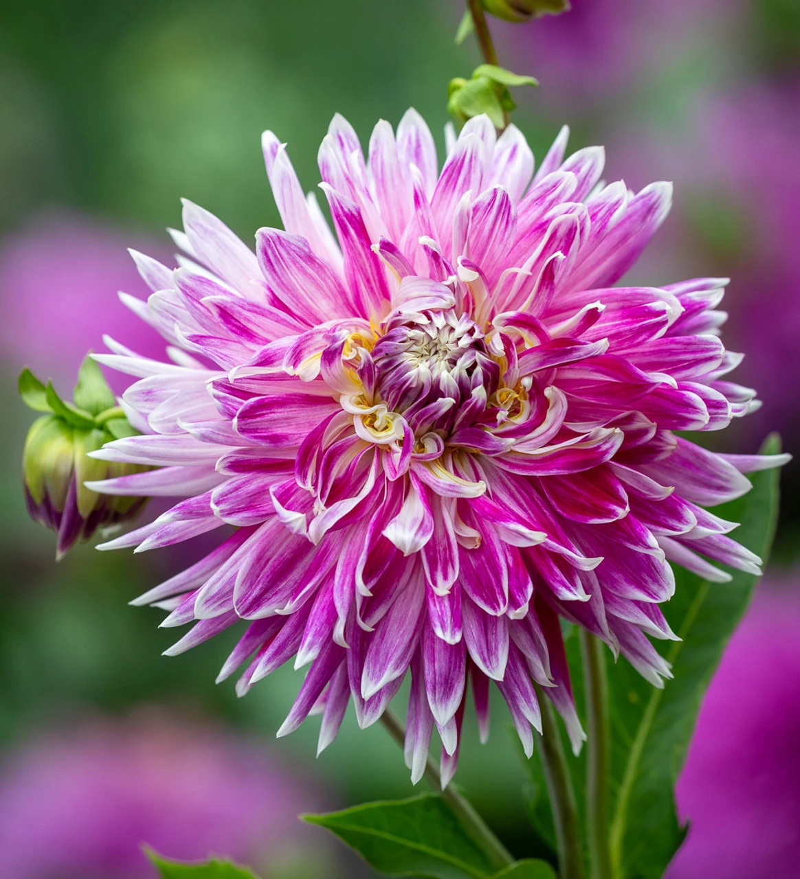 Party Dahlia Collection - Image 8