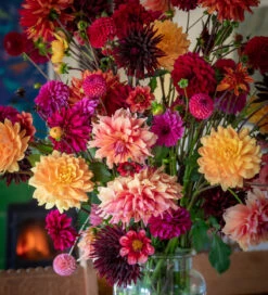 A World Of Dahlias Collection
