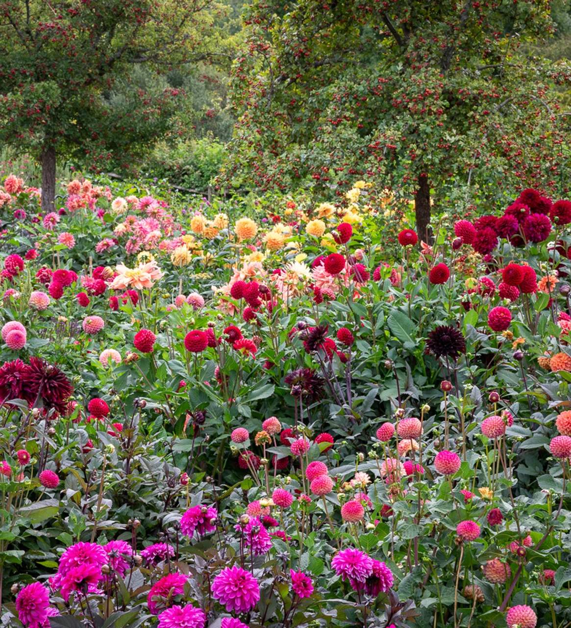A World Of Dahlias Collection - Image 2