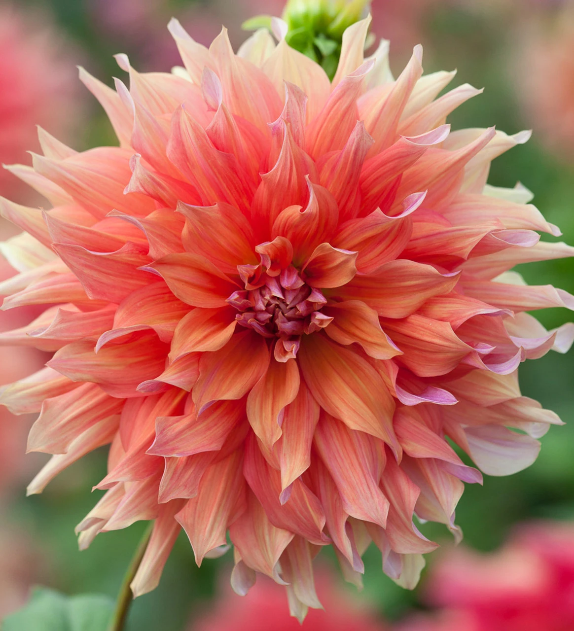 A World Of Dahlias Collection - Image 3