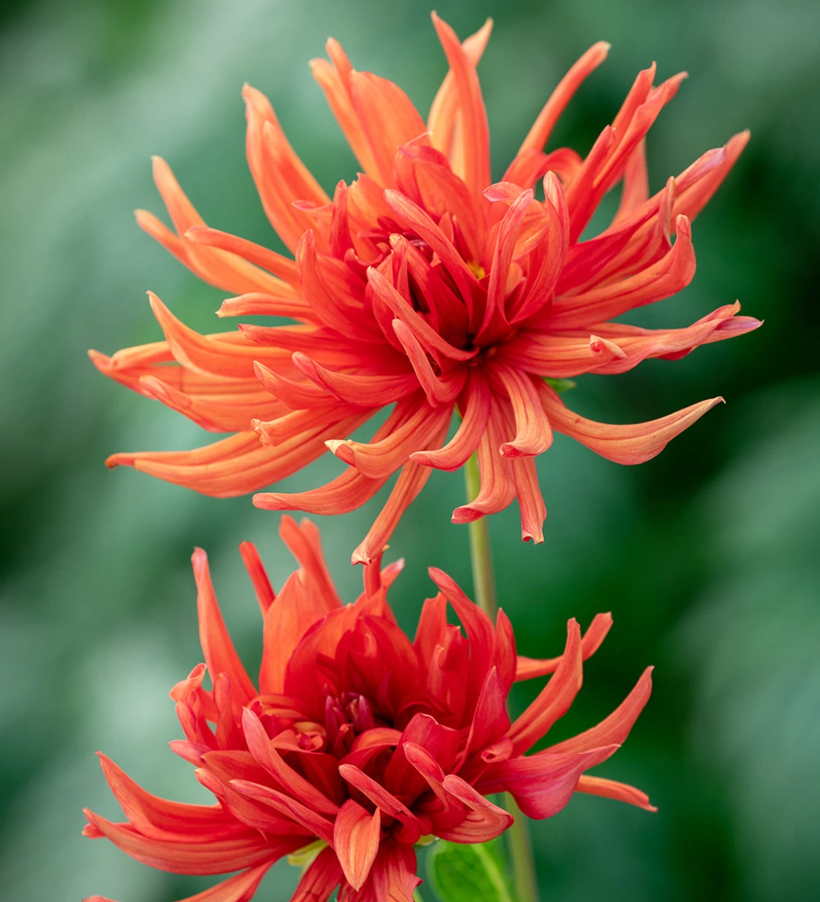 A World Of Dahlias Collection - Image 4