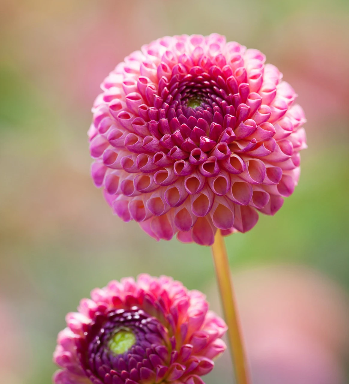 A World Of Dahlias Collection - Image 6