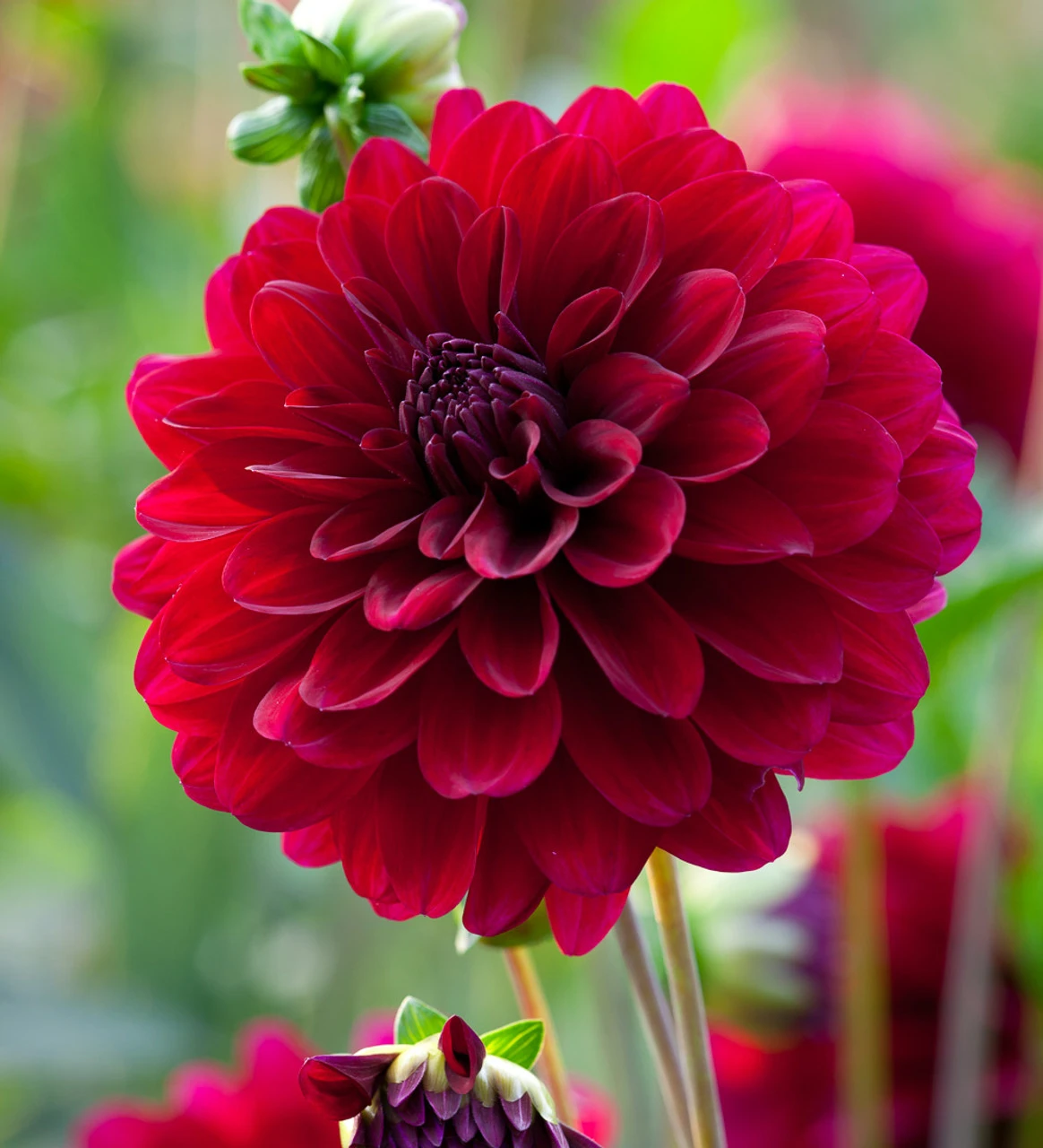 A World Of Dahlias Collection - Image 8