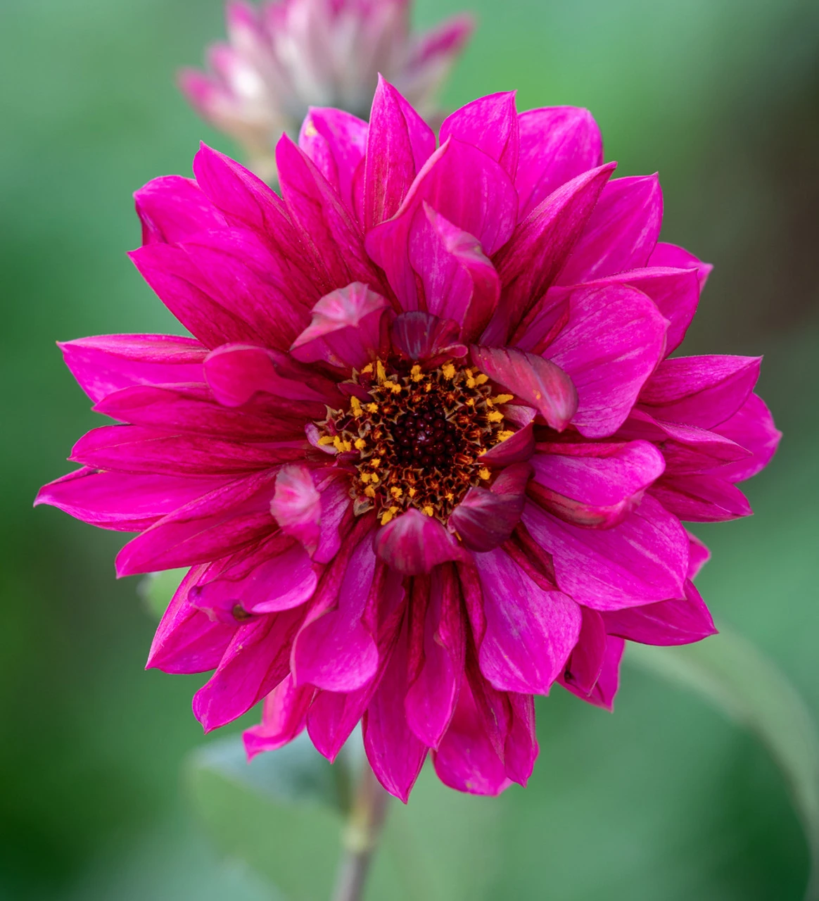 A World Of Dahlias Collection - Image 9