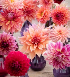 Bathing Beauties Dahlia Collection