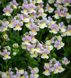 Nemesia 'Easter Bonnet'
