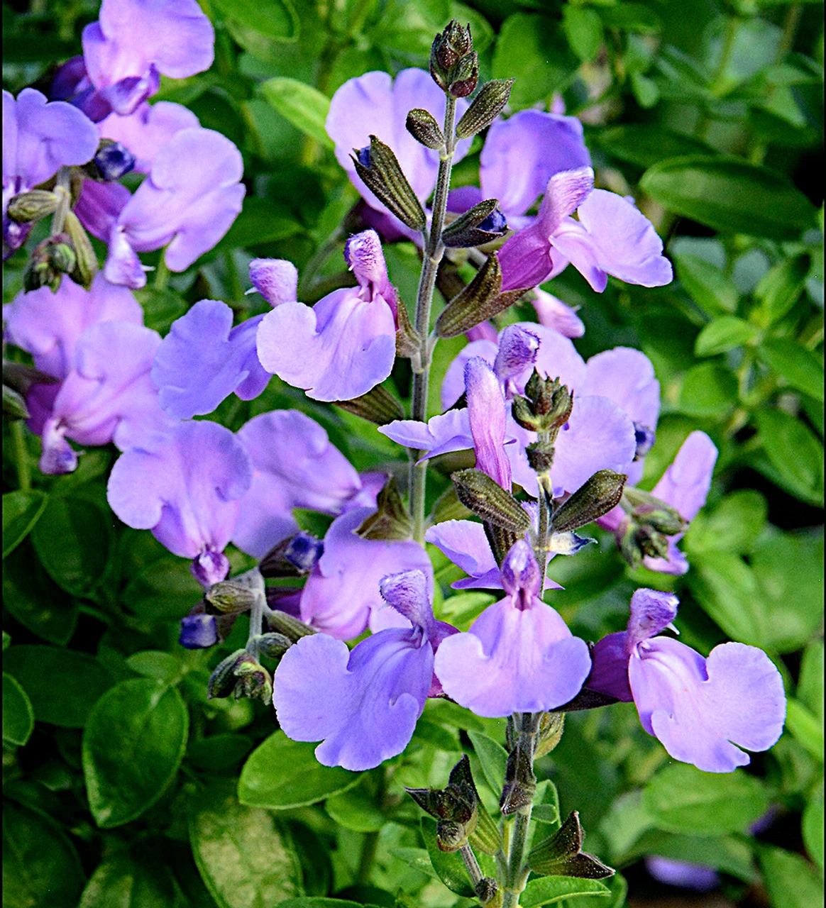 Salvia 'Blue Merced' - Image 2