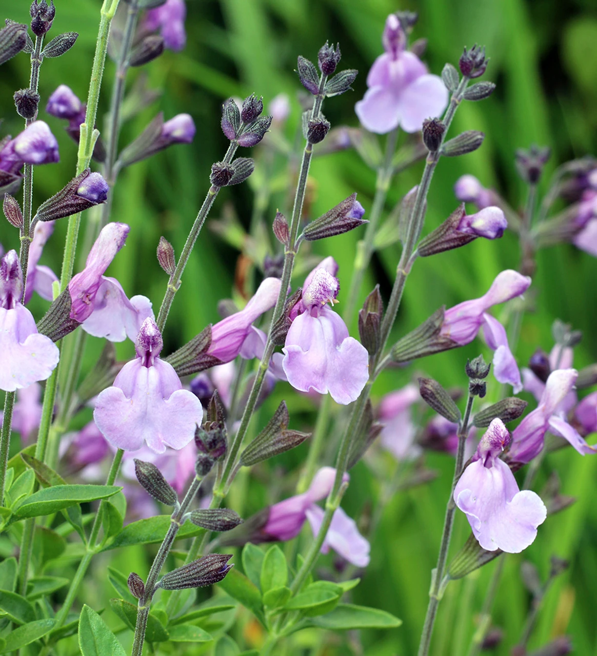 Salvia 'Blue Merced' - Image 3