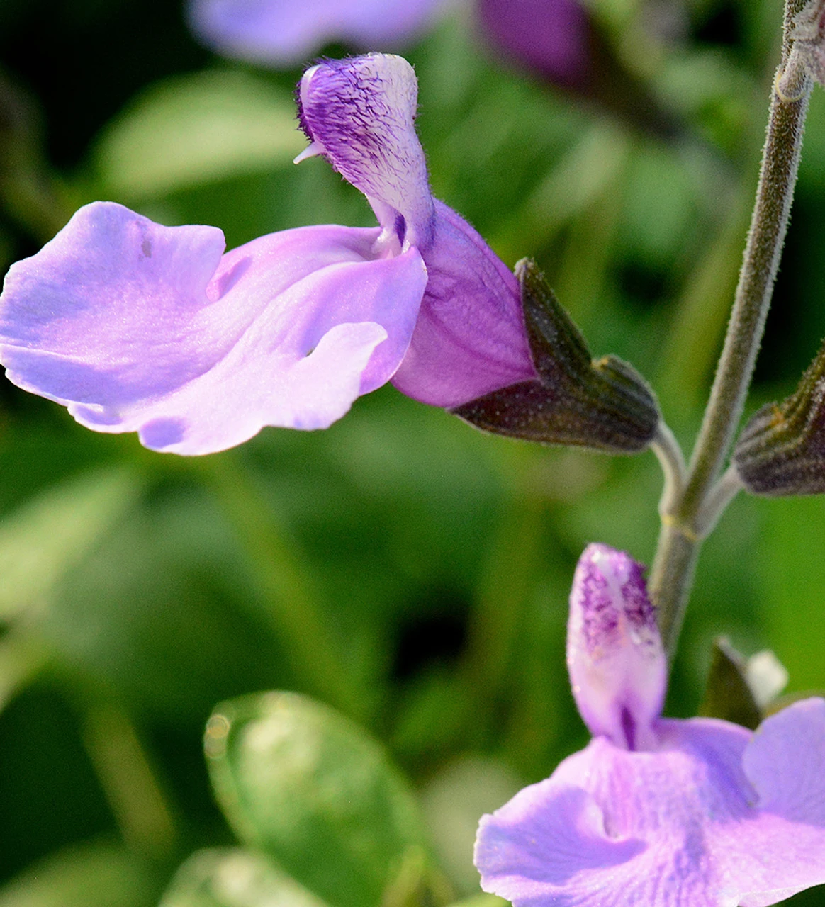 Salvia 'Blue Merced' - Image 4