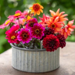 Sarah's Ultimate Dahlias For Containers Collection