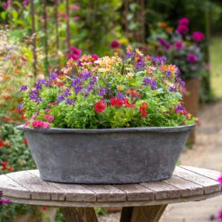 Mille Feuille Collection