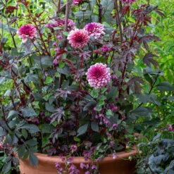 Mexican Evening Collection