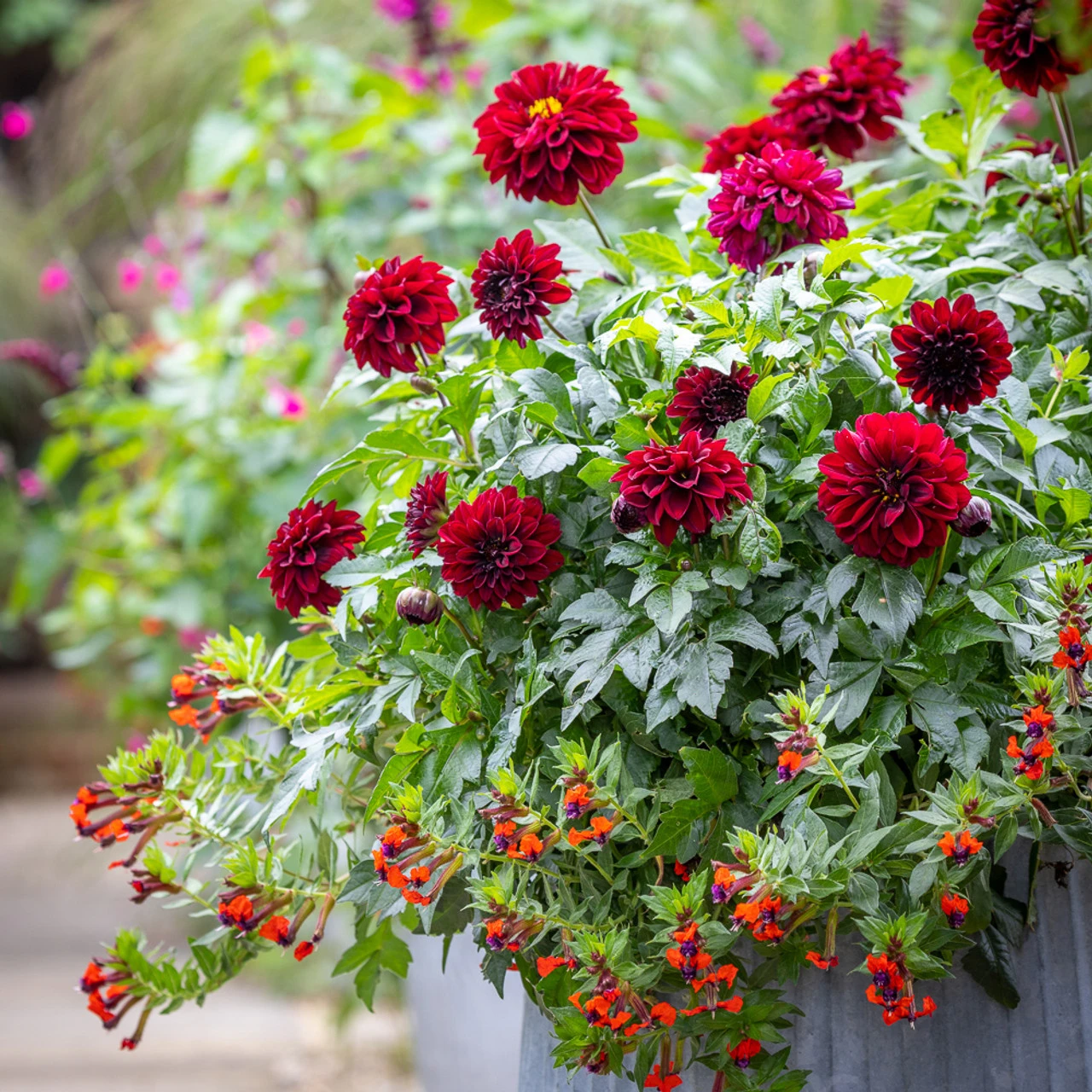 Chilli Sauce Collection