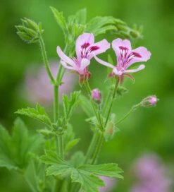 Pelargonium 'Lemon Fancy' (Scented)