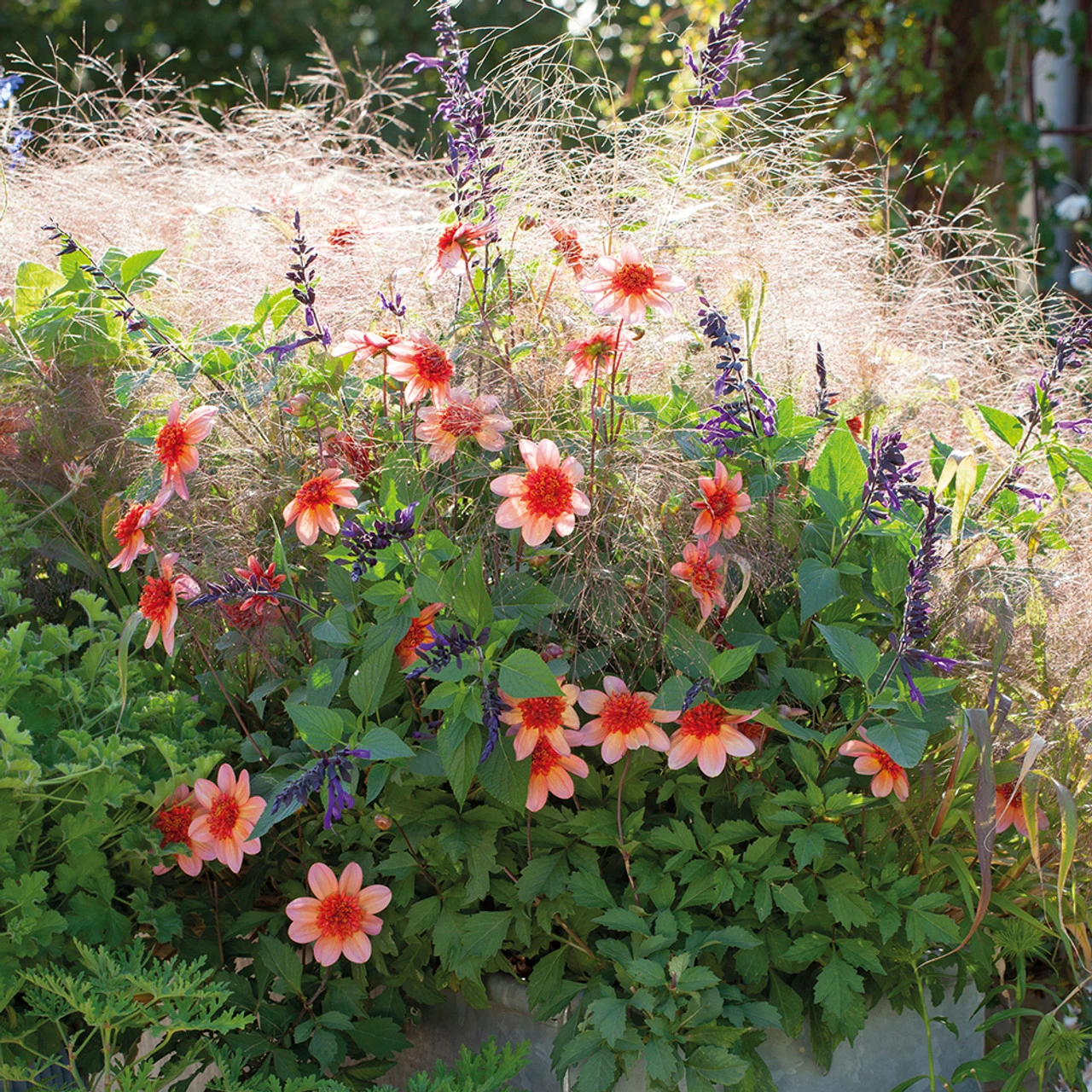 Spun Sugar Collection