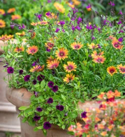 Amber And Amethyst Pot Collection