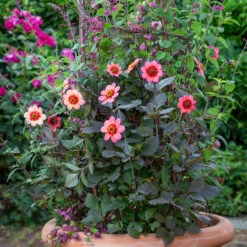 Jazz Band Collection