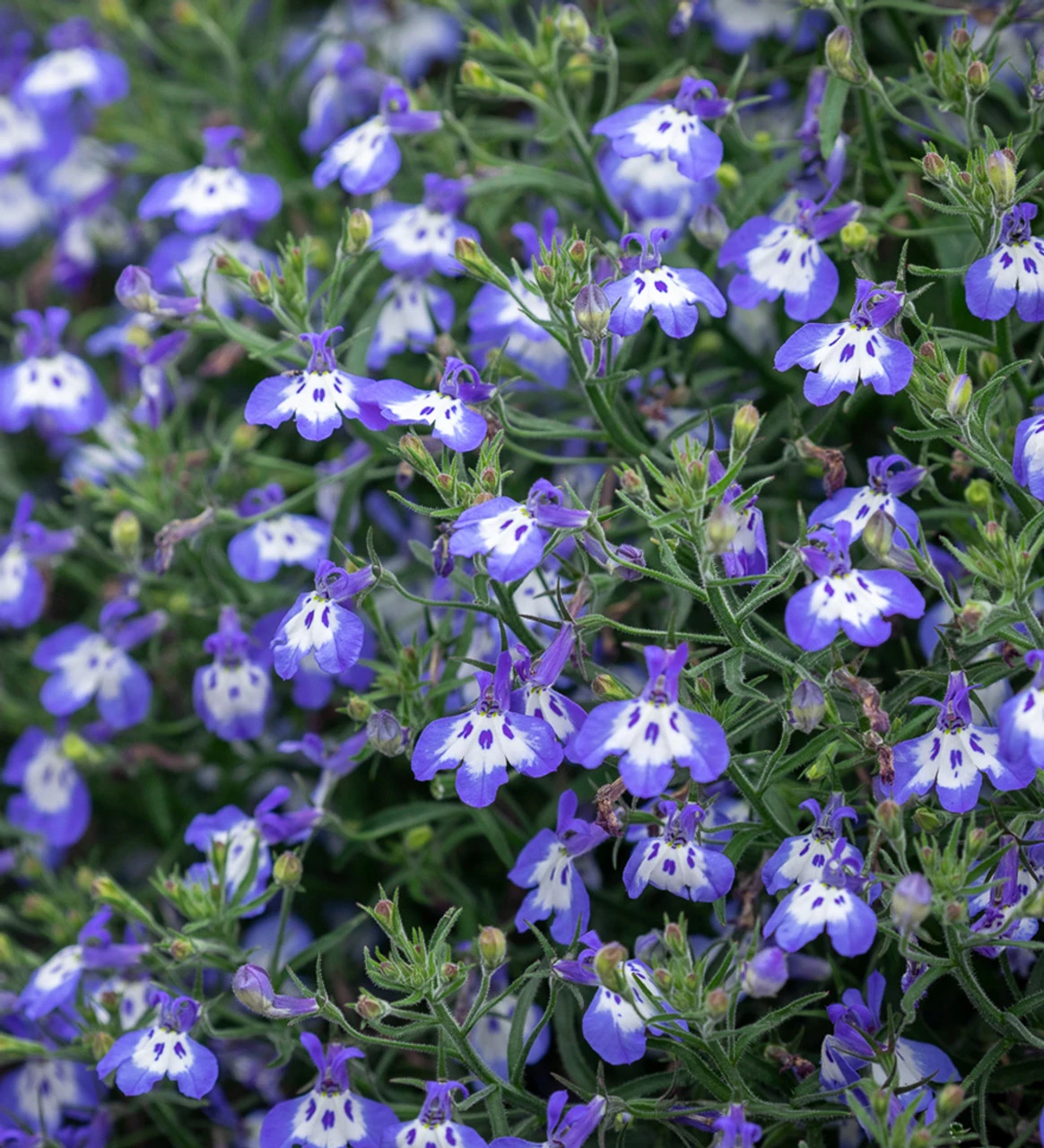 Lobelia Erinus 'Hot Tiger'
