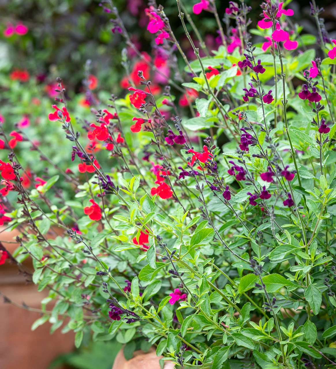 Summer Jewels Salvia Collection - Image 2