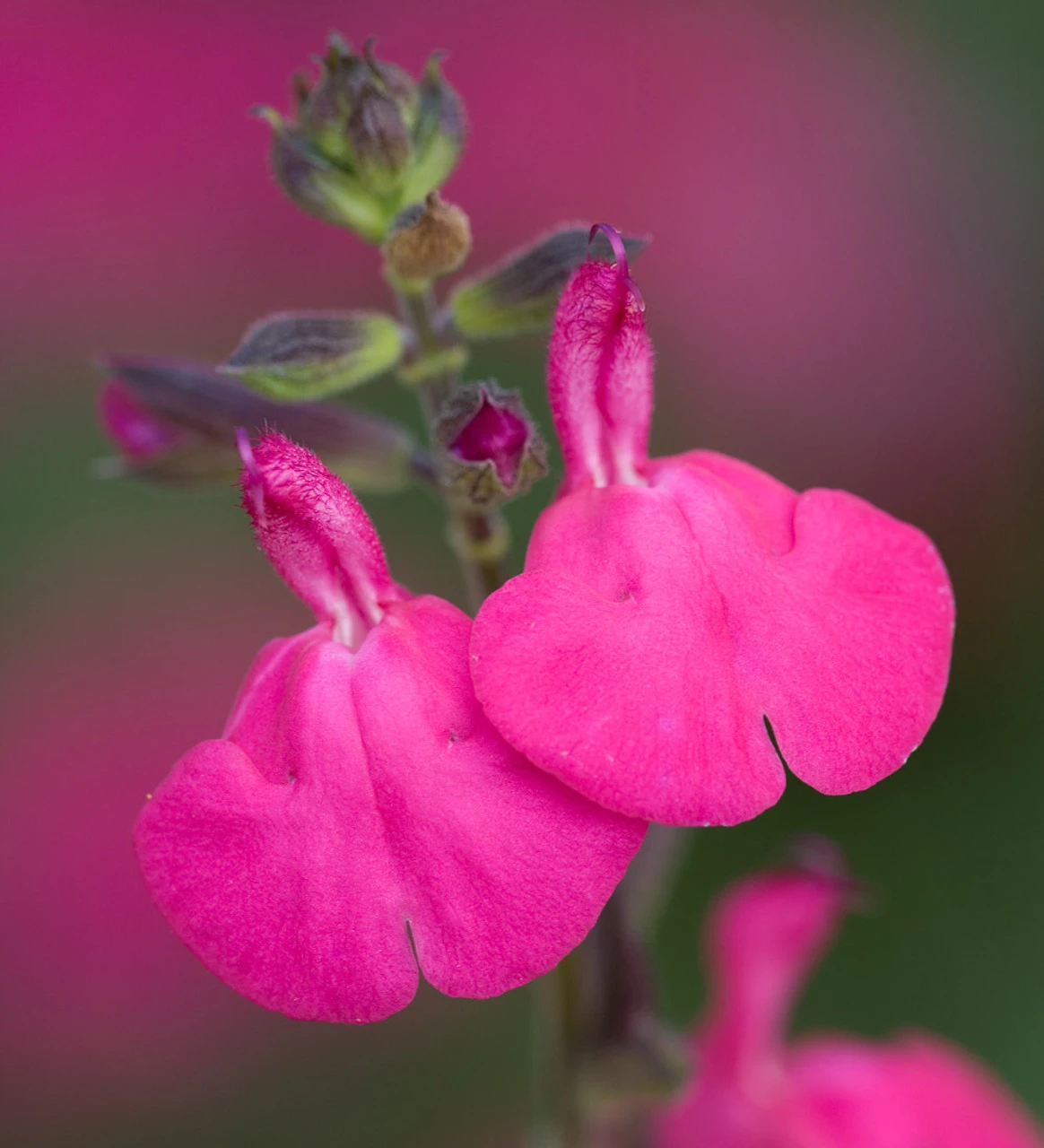 Summer Jewels Salvia Collection - Image 4