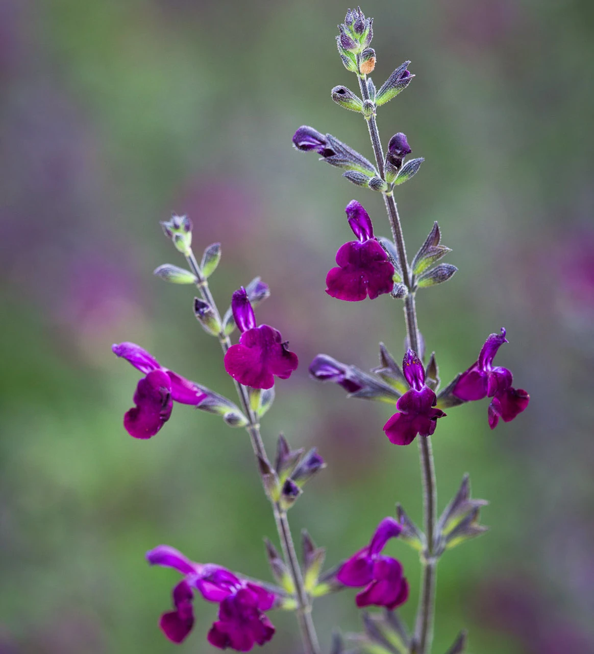 Summer Jewels Salvia Collection - Image 5