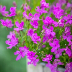 Lobelia Erinus 'Waterfall Lavender'