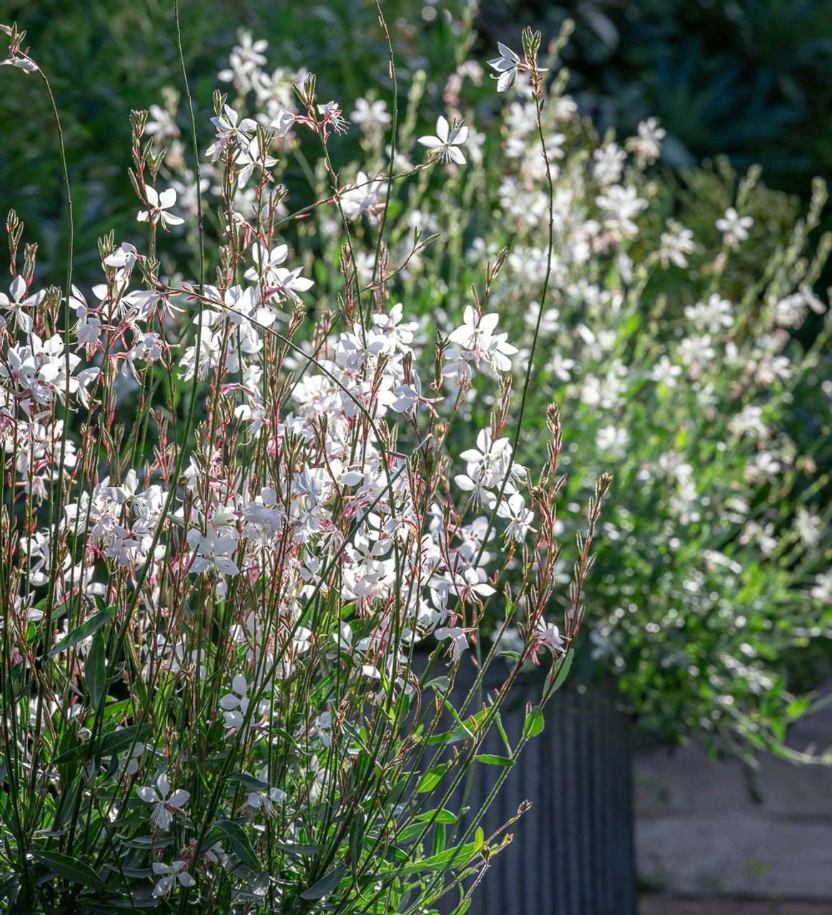 Gaura Collection For Pots (syn. Oenothera)