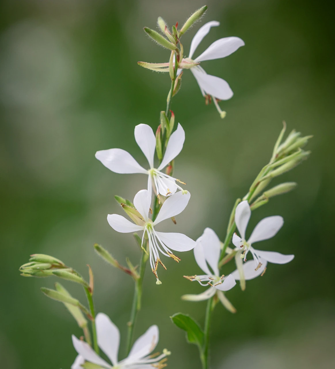 Gaura Collection For Pots (syn. Oenothera) - Image 2
