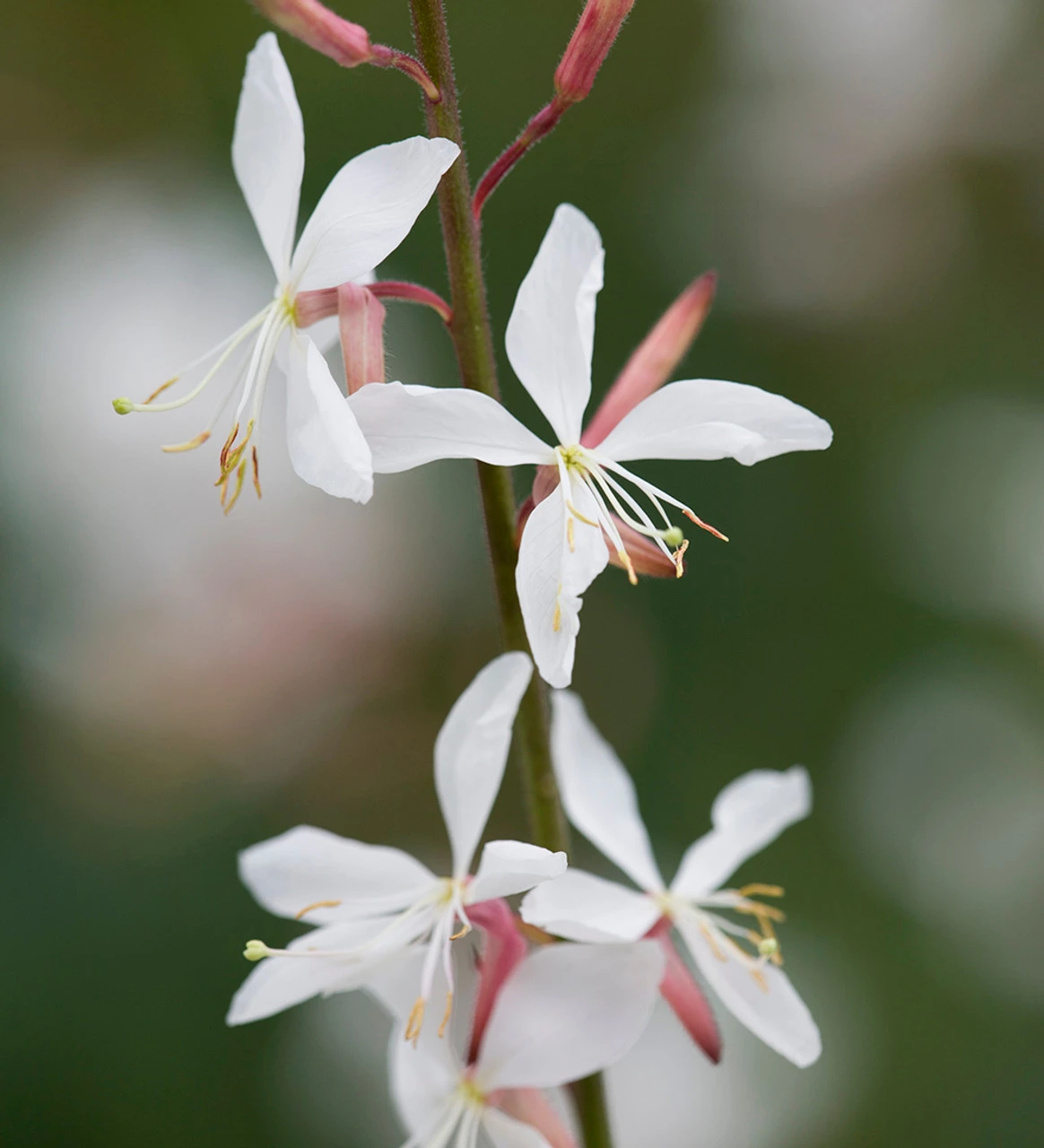 Gaura Collection For Pots (syn. Oenothera) - Image 3