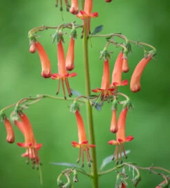 Phygelius X Rectus 'Salmon Leap'