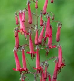 Phygelius X Rectus 'Devil's Tears'