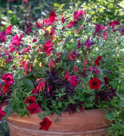 Velvet Shade Pot Collection