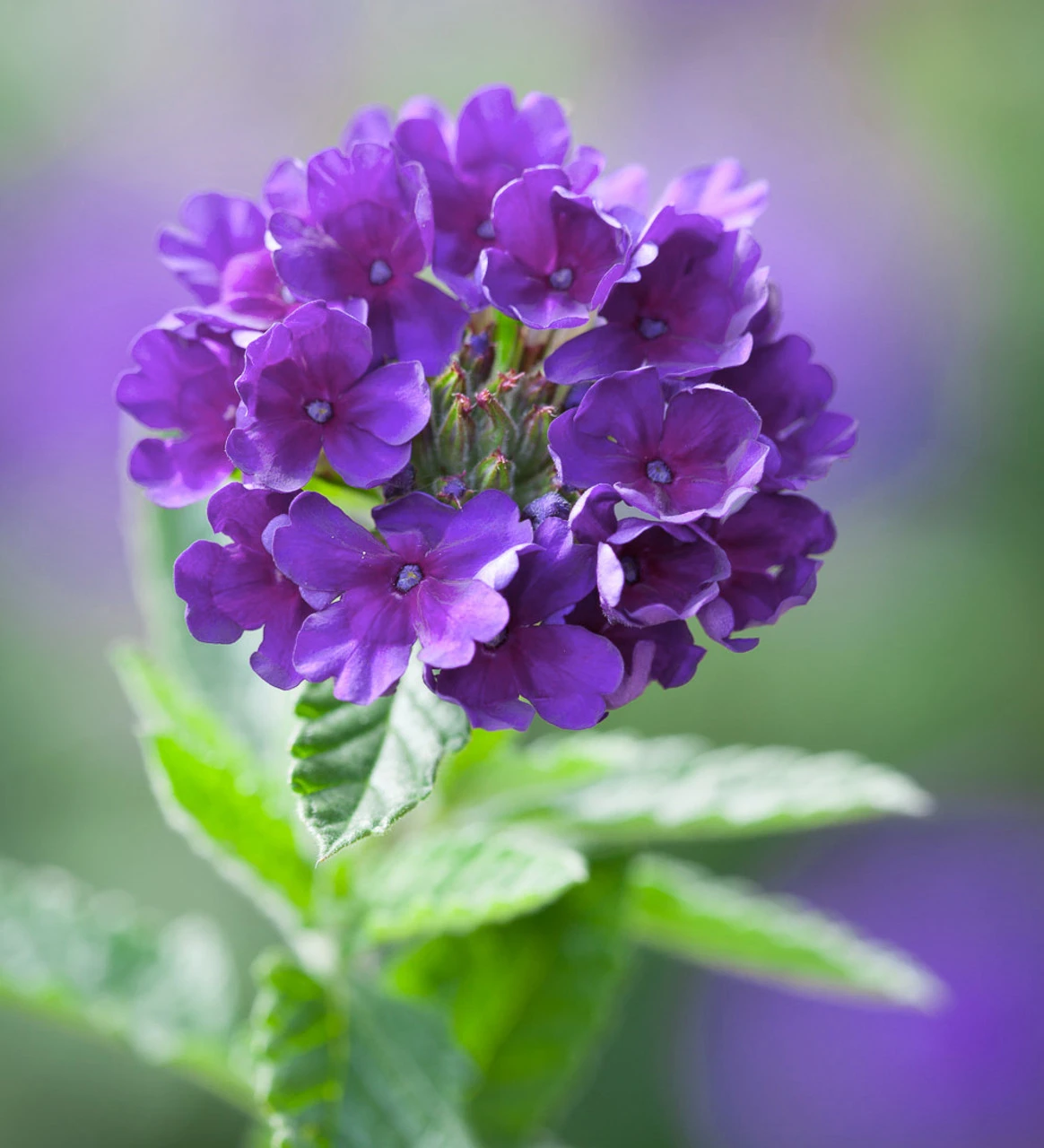 Flowers Forever In Shade Pot Collection - Image 3