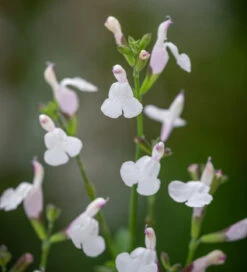 Salvia Microphylla 'Trebah Lilac White'