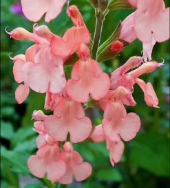 Salvia X Jamensis 'California Sunset'