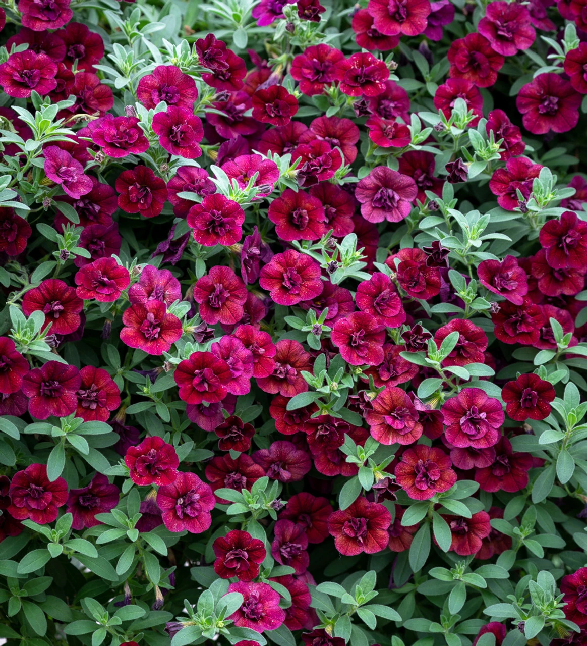 Velvet Trough Pot Collection - Image 3